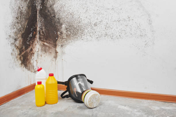 Best Black Mold Removal  in Shenandoah, VA