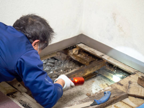 Best Crawl Space Mold Removal  in Shenandoah, VA