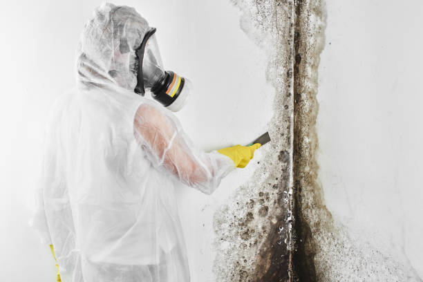 Professional Mold Removal in Shenandoah, VA