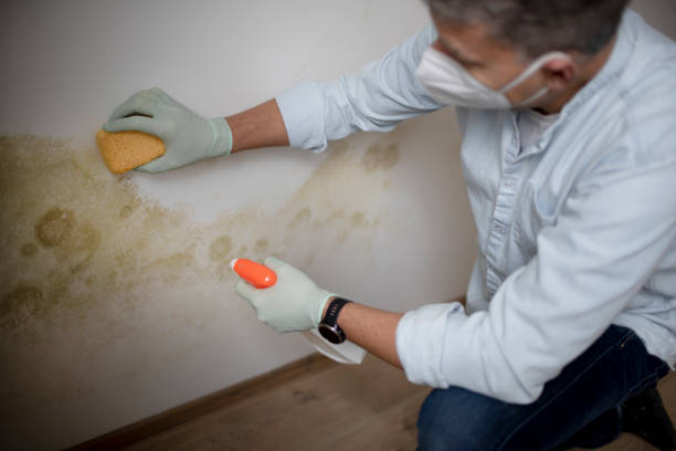 Best Mold Removal Near Me  in Shenandoah, VA