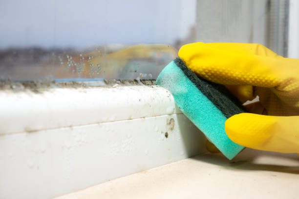 Best Professional Mold Removal  in Shenandoah, VA