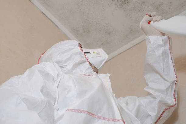 Best Mold Damage Repair  in Shenandoah, VA