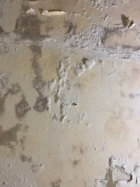Best Mold Removal Company Near Me  in Shenandoah, VA