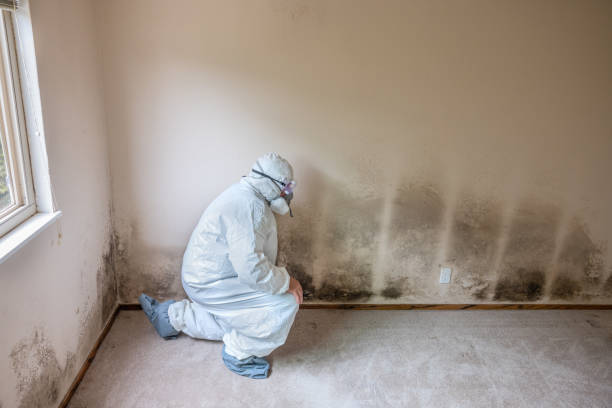 Best Emergency Mold Removal  in Shenandoah, VA