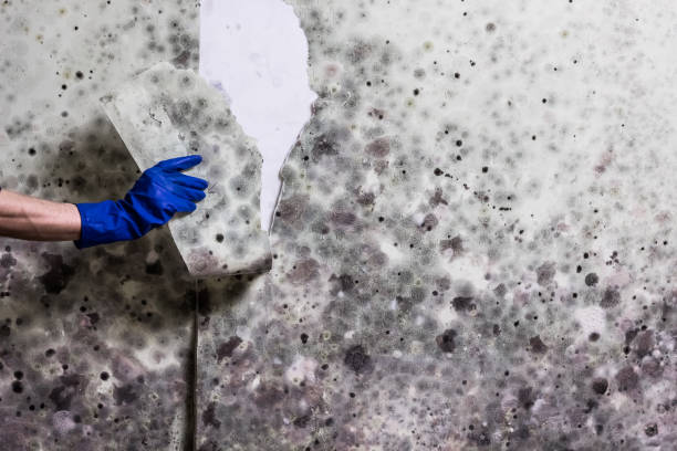 Best Water Damage Restoration  in Shenandoah, VA