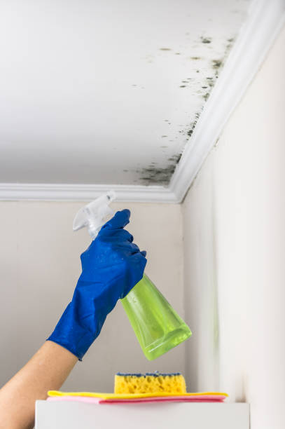 Best Mold Removal and Inspection  in Shenandoah, VA