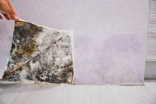 Best Office Mold Removal Services  in Shenandoah, VA